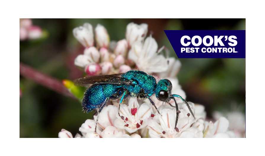 Image showing Pest Profile- The Cuckoo Wasp
