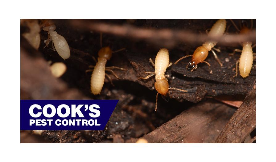 Termites crawling on dark wood with the Cook's Pest Control logo in the corner