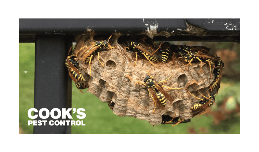Image showing Paper Wasps: Mean to You, Mean to Each Other