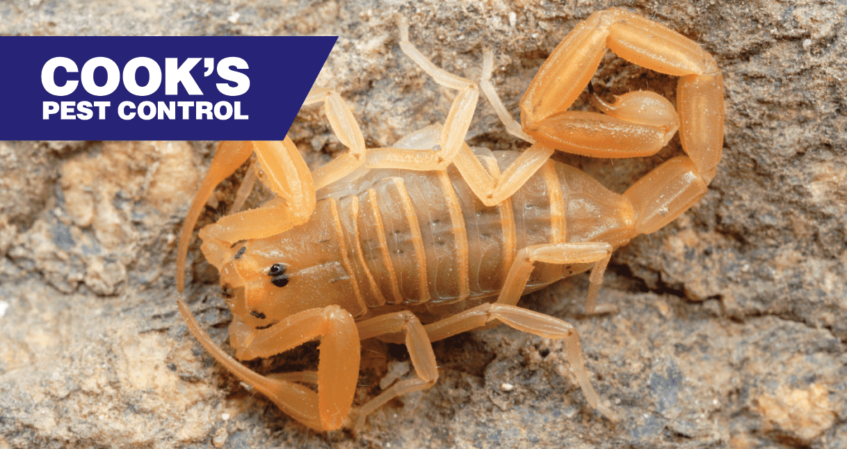 Image showing Pest Profile: Southern Devil Scorpion