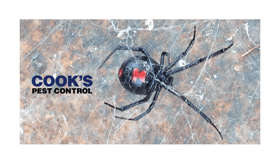Image showing Black Widow Spider
