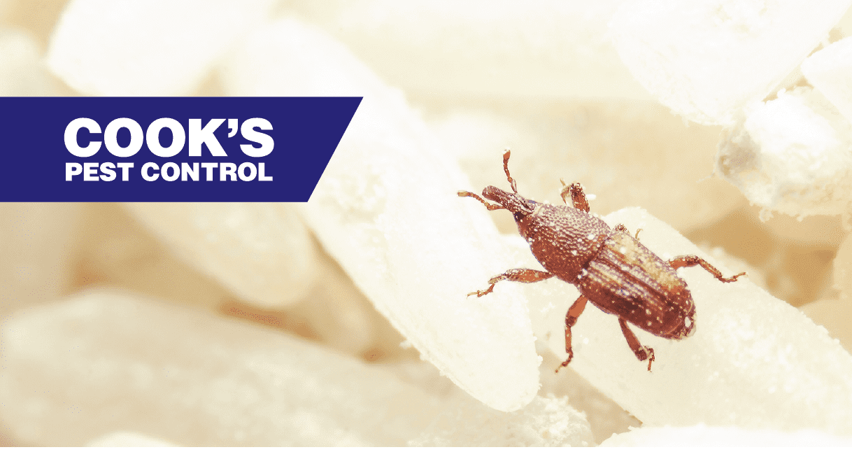 Image showing Stored Product Pests: Weevils, Beetles and Moths – Oh my!