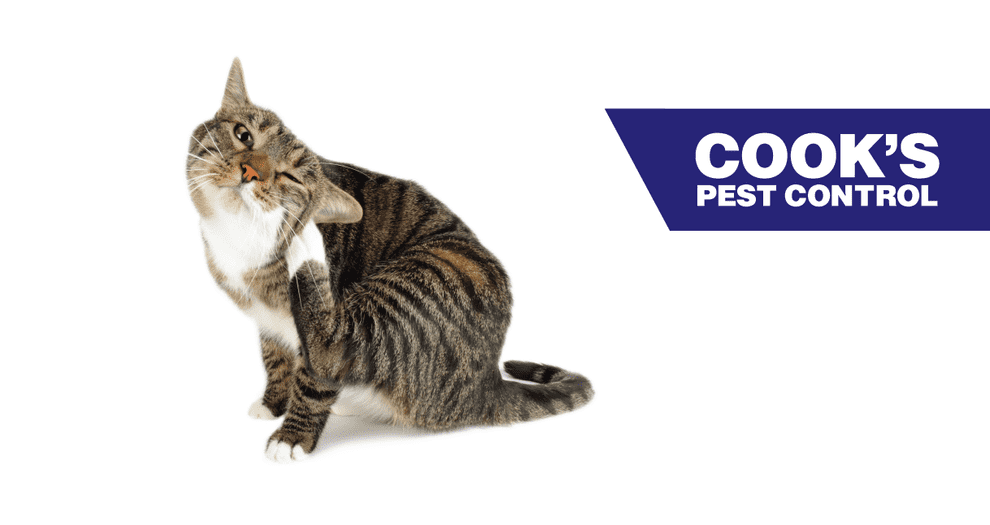 Image showing Pest Profile: Cat Fleas