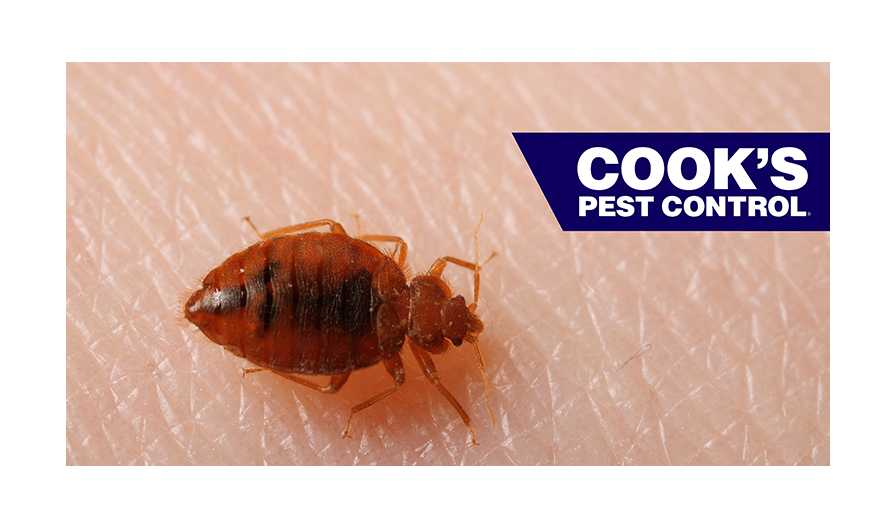Image showing Sleep Tight, Don’t Let the Bed Bugs Bite