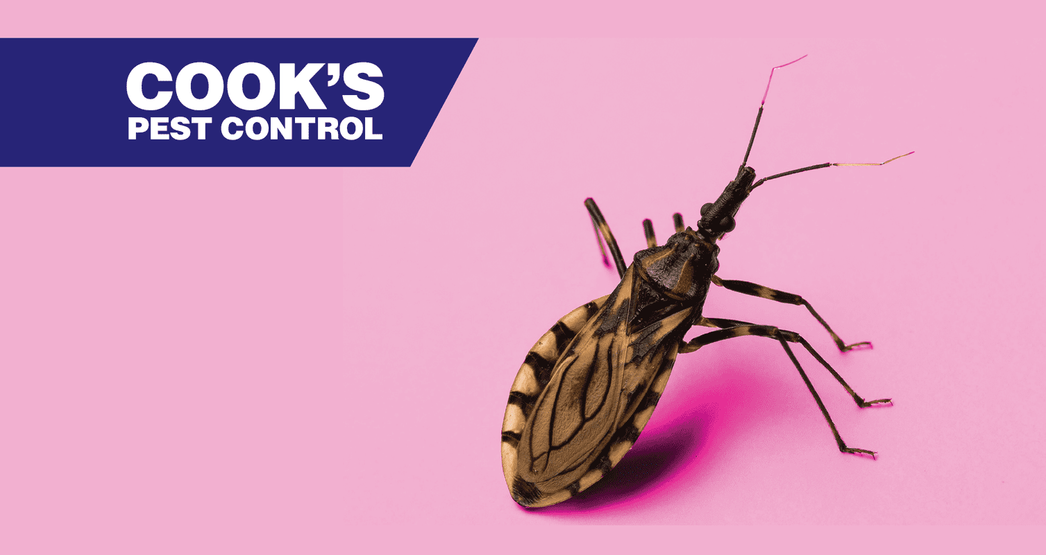 Image showing Kissing Bugs – A Good or Bad Valentine?