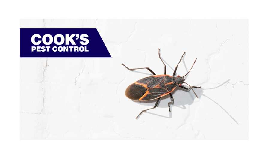 Image showing Pest Profile: Boxelder Bugs