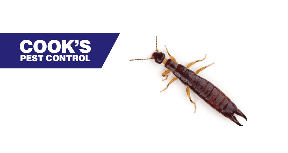 Image showing Mythbusting: Are There Earwigs in Your Ears?