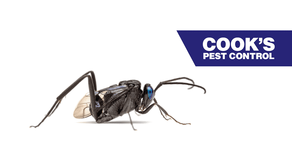 Image showing Pest Profile: Ensign Wasp