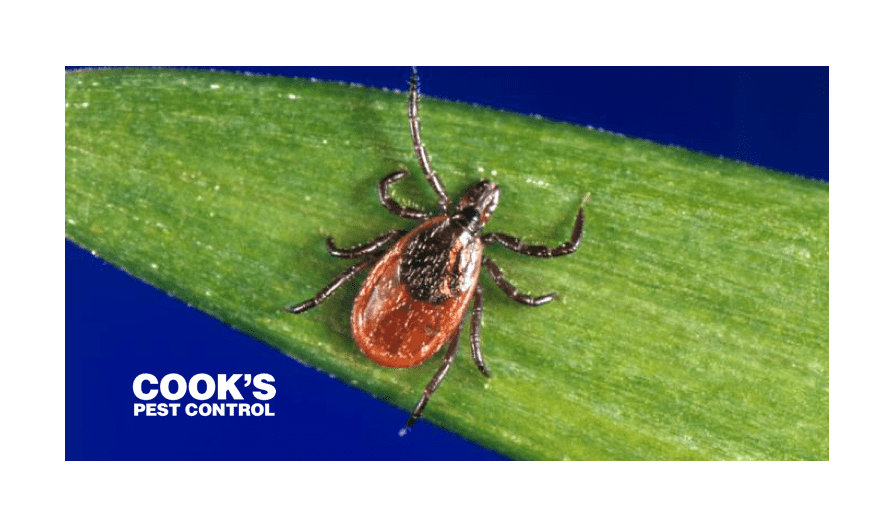 Image showing Fleas and Ticks