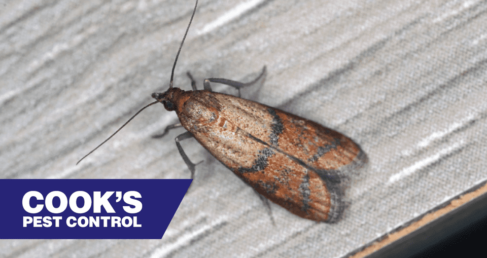 Pest Profile: Indianmeal Moth