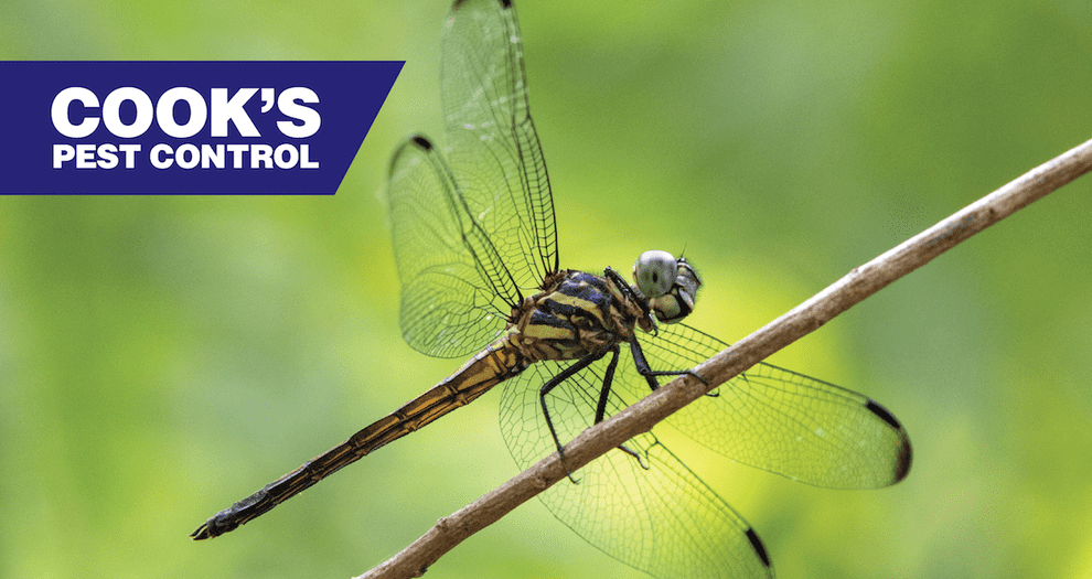 Image showing Pest Profile: Dragonflies