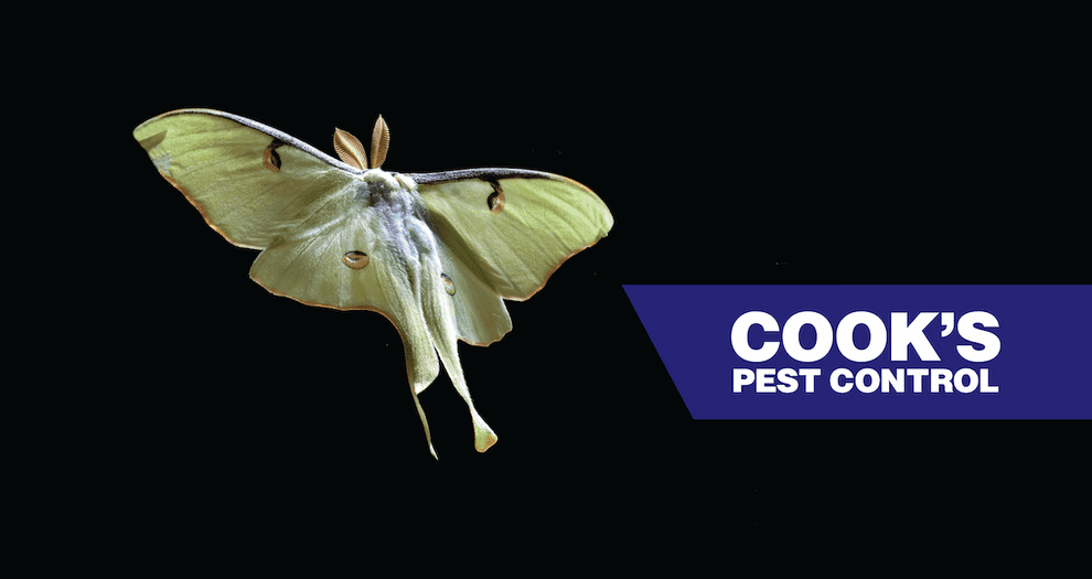 Image showing Pest Profile – Luna Moth