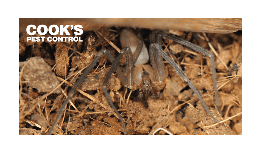 Image showing Brown Recluse Spiders