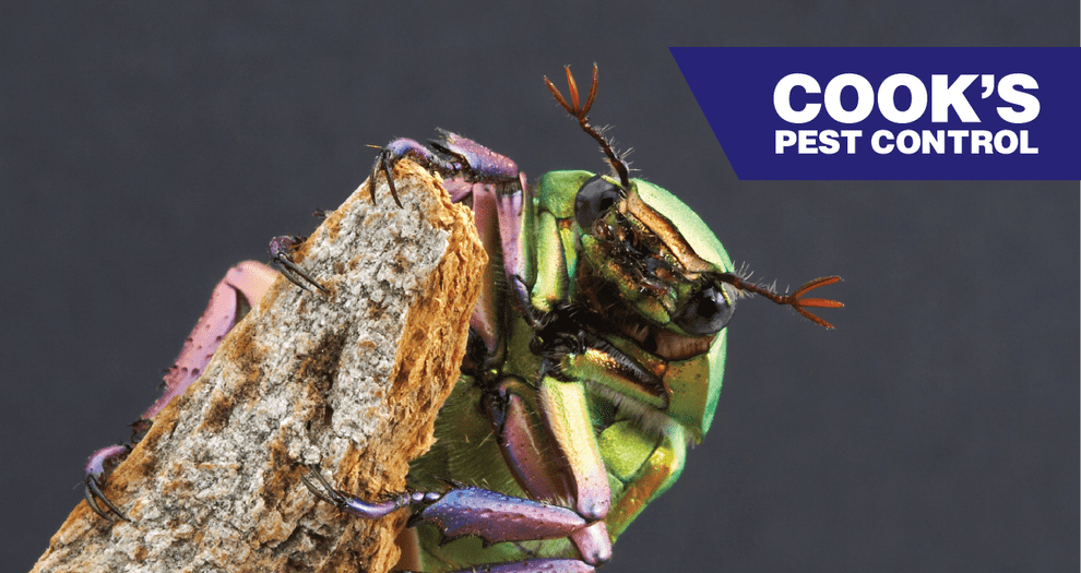 Image showing Pest Profile: Rainbow Scarabs