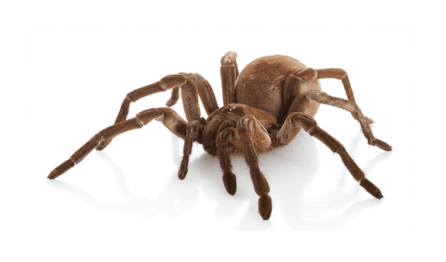 Image showing Goliath Bird-Eating Spider