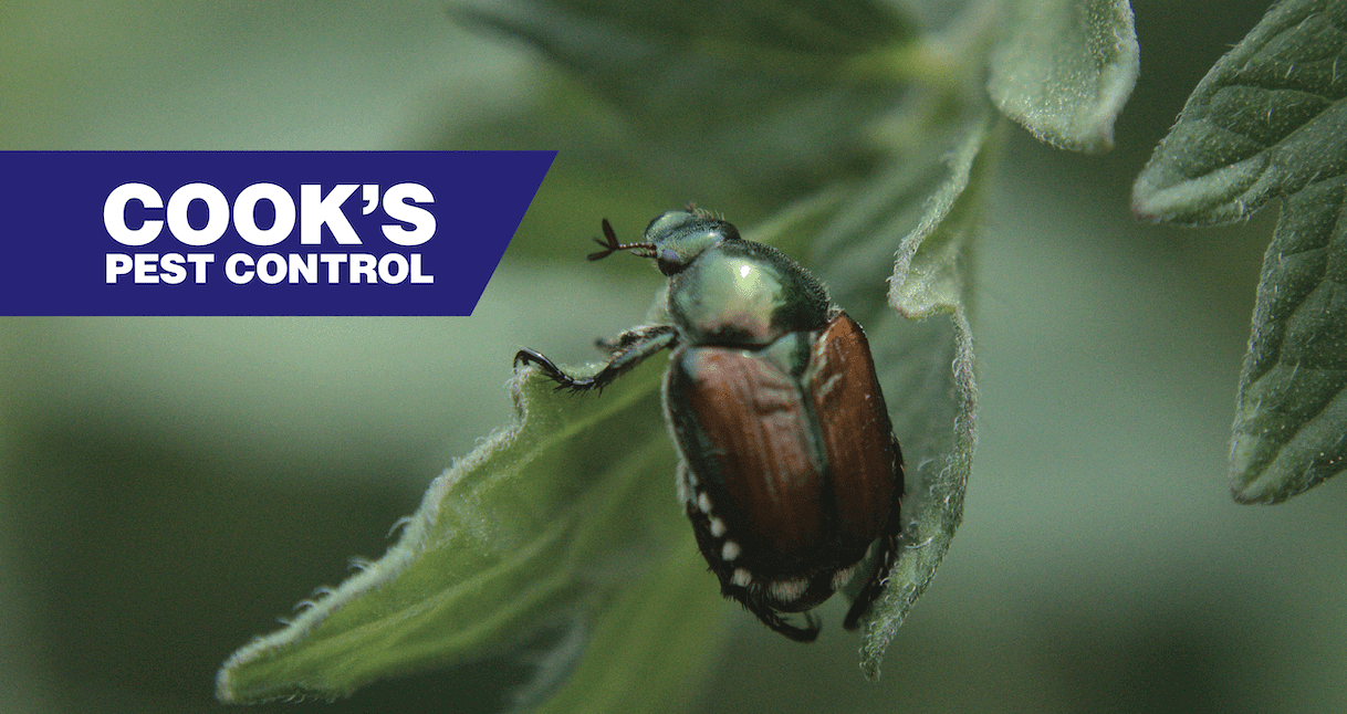 Image showing Pest Profile: Japanese Beetles