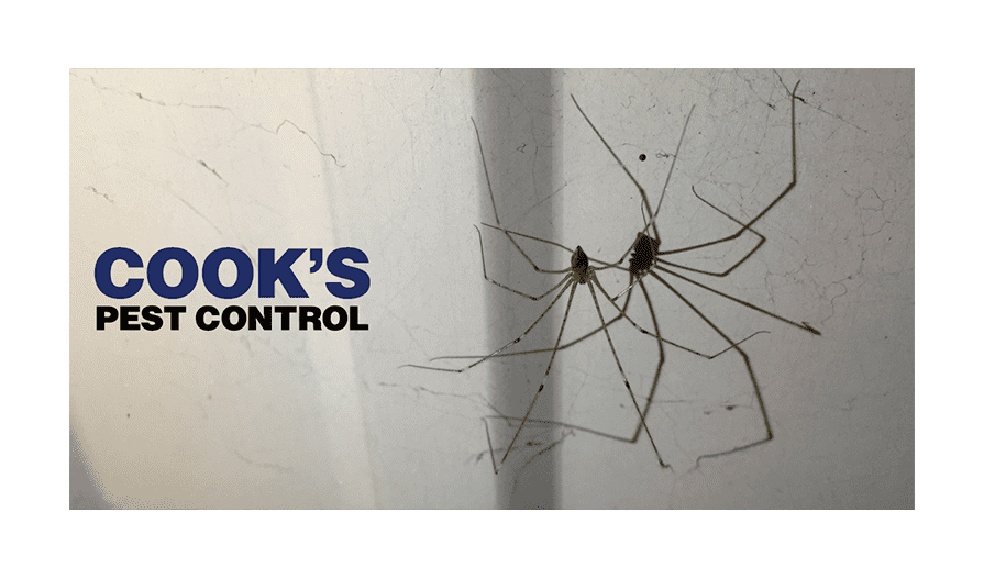 Image showing Daddy long legs – harmful or harmless?