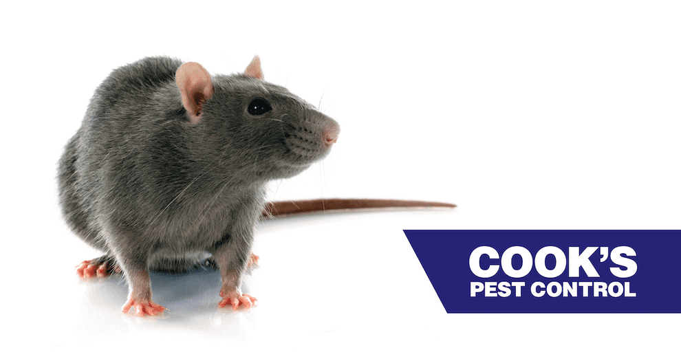 Image showing Pest Profile: Norway Rat