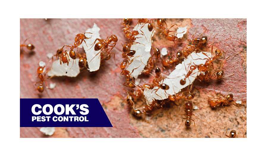Image showing Fire Ant DIY Treatments: Gasoline, Grits, and Instant Potatoes