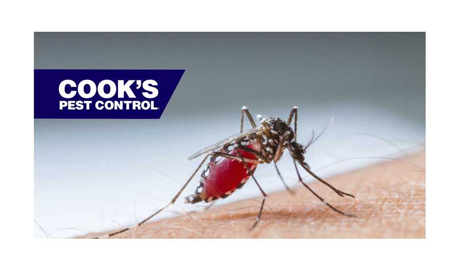Image showing Pest Profile: Mosquitos – A Look into the Life of our Backyard Predator