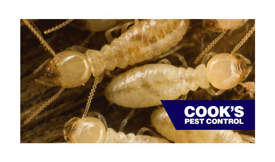 Image showing Pest Profile: Eastern vs Formosan Subterranean Termite