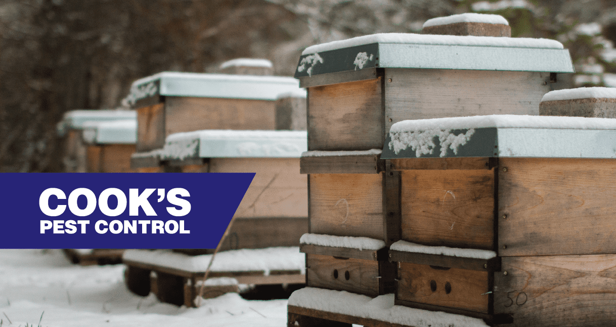 Image showing Honey Bees in Winter