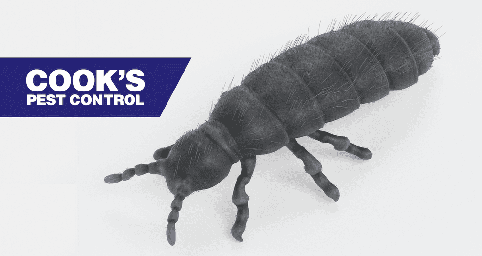 Image showing Insects in the Snow: Snow Fleas