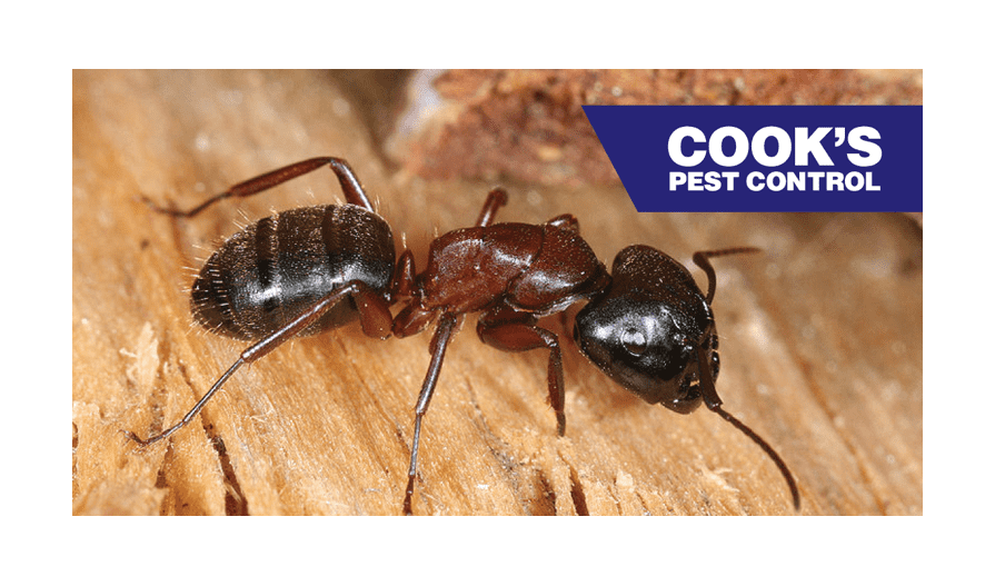 Image showing Pest Profile: Carpenter Ants