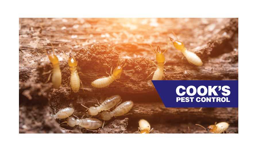Image showing Subterranean Termites in Winter