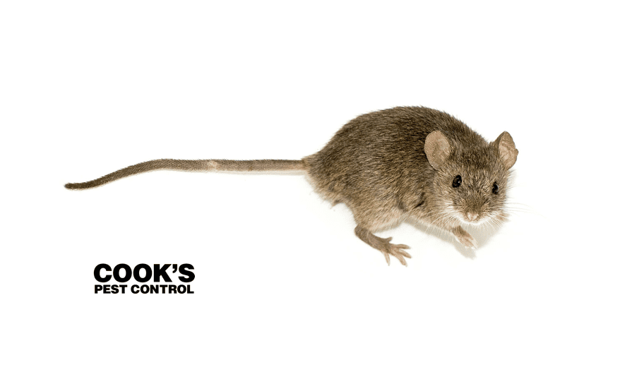 Image showing Mouse vs. Rat