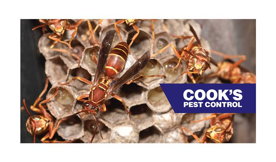 Image showing Pest Profile: Red Paper Wasp